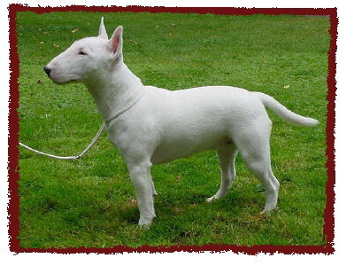 Unser Miniatur Bullterrier Lola. Eingetragener Name in der Ahnentafel: "Zest of Life vom Kaiserstuhl".