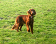 Ein Irish Setter bei der Jagd