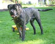 R�de: El Diabolo De Lucia Bernado