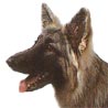 Shiloh Shepherd, Shiloh-Sch�ferhund